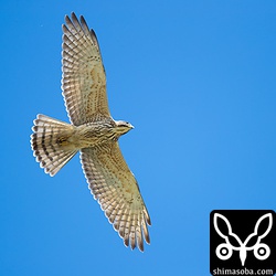 サシバの幼鳥。