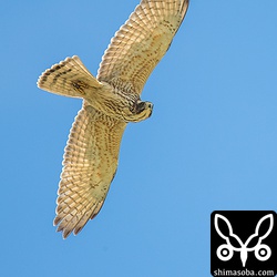 サシバの幼鳥は、成鳥に見つかると追い回されていた。この幼鳥も成鳥に追いやられ、頭上にやって来ました。視線の先にいる成鳥のことを気にしている。手持ち撮影はきつかった…。^^;