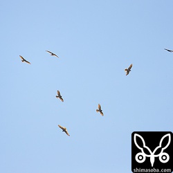 サシバのタカ柱。渡るときは喧嘩もせずに飛んでいます。