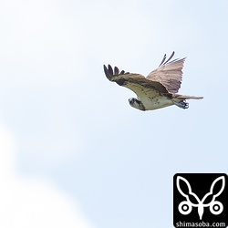 ミサゴも渡って来ます。