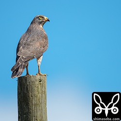成鳥のサシバ。カエルなどを捕食していた。