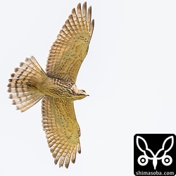 田んぼの上空をサシバの幼鳥が旋回します。