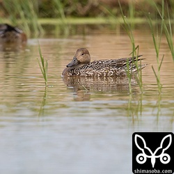 こちらはオナガガモ。お疲れの様子。