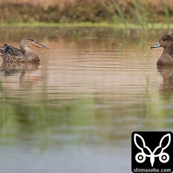 ハシビロガモ(左)とヒドリガモ。