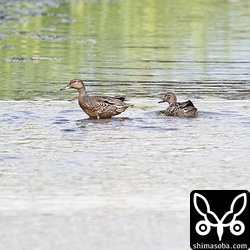 用水路にはコガモの群れ。
