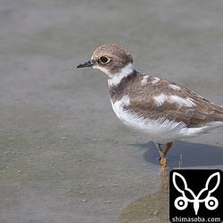 白っぽいチドリがいるなと思ったら、一部白化のコチドリでした。^^