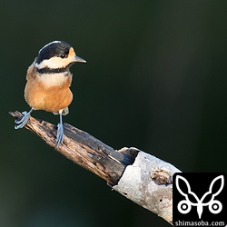 展望台周りに来るアマミヤマガラを撮影して暇つぶし。沖縄本島に生息するヤマガラはアマミヤマガラだそうで。