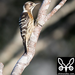 リュウキュウコゲラも何度か訪れました。