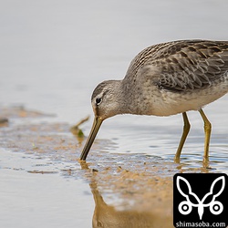 オオハシシギは、あまり警戒心がなく近くで撮影、観察できました。なぜだか、セイタカシギの群れのあとばかりついていました。