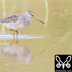 ライファーのオオハシシギ。可愛らしいシギです。^^