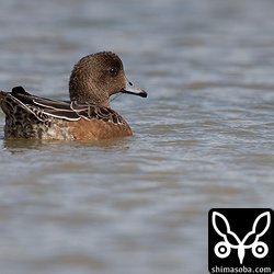 ヒドリガモ。マガモやハシビロガモなど10羽の群れでいた。