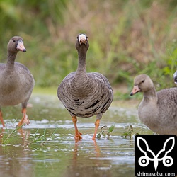このマガン家族は、あまり人を恐れないようで2時間の観察で最終的には、10メートルほどの距離まで近づいてきた。