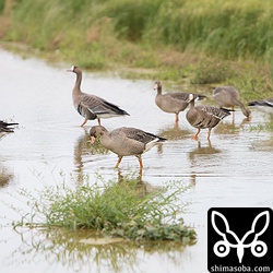 成鳥2羽と幼鳥5羽でいた。家族と思われる。