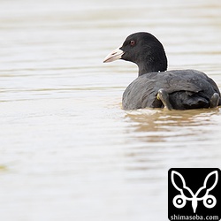 今季初確認のオオバン。あちこちに入ってきているようだ。
