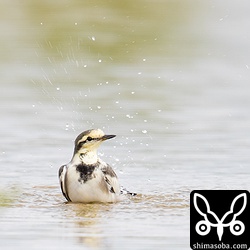 ハクセキレイやツメナガセキレイも増えていた。