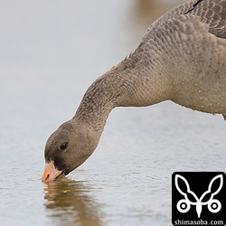 長旅で喉も渇くのだろう。