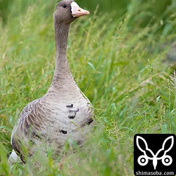 マガン成鳥。沖縄本島でマガンを見るのは初めて。石垣島では、年に1回ぐらい見るけど大抵は、1〜2羽。