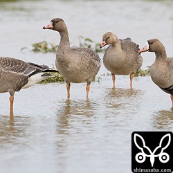 マガン成鳥と幼鳥3羽。一番右が成鳥。