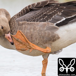 マガン幼鳥。近距離でも落ち着いており、羽繕いなどしていました。