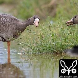 除草に一肌脱ぐマガン親子。