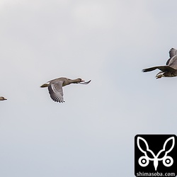 マガンの飛翔。