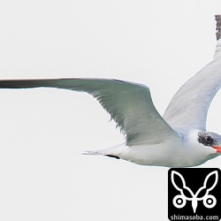 オニアジサシは、全部で何羽いるのでしょうか? 越冬するのでしょうか?