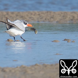 着陸と同時にせっかく捕まえたボラを落としていました。そして、二度と拾いませんでした。なぜ?