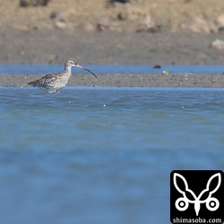 遠くにダイシャクシギ発見。