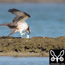 ミサゴの幼鳥は、ボラを押さえ込んで食おうとするのですが、大変生きの良いボラで手こずっています。