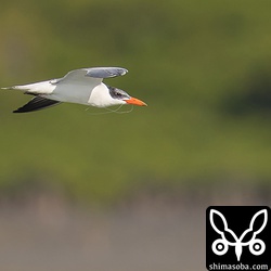 このオニアジサシの幼鳥は、釣り針を呑んでしまったようで、くちばしから釣り糸がのぞいていました。