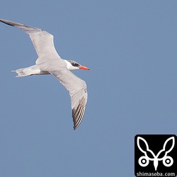 戦闘機の轟音の中、悠々と飛び回っていたオニアジサシ。