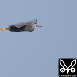 クロサギも数羽が餌場にしているようですが、縄張り争いが絶えません。