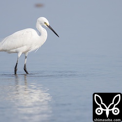 コサギは、目の前までやってきて小魚を捕まえていました。