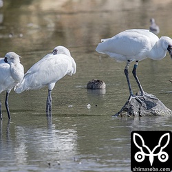 冬の三角池の主役はクロツラヘラサギです。これからどんどん増えていくことでしょう。