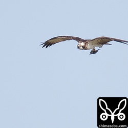 食いさしの魚をつかんだミサゴがやってきました。カラスにでも追いやられたのか?