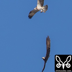 具志干潟には、ミサゴが複数いてたまに小競り合いが。