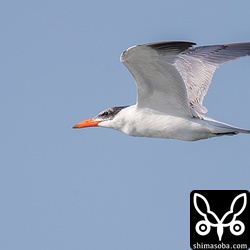 くちばしから釣り糸が出ていたオニアジサシ幼鳥は、糸が見えなくなっていました。完全に呑んでしまったのか、外れたのか…。