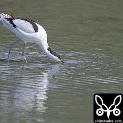 この小さな汚い池には、食料がたくさんあるようで毎年多くの野鳥が越冬のためにやってきます。ソリハシセイタカシギも嘴を左右に振っては小さな貝や水生昆虫を捕らえていました。