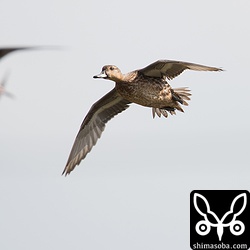 コガモやハシビロガモも旋回。