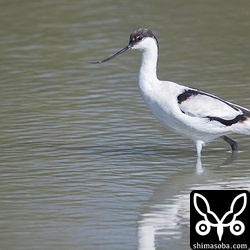 今年4個体目、今季3個体目のソリハシセイタカシギ第1回冬羽。