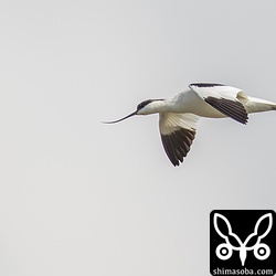 三角池上空を旋回するソリハシセイタカシギ。
