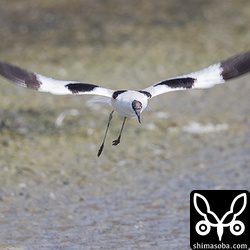 清掃の人々に驚いて飛び立ったソリハシセイタカシギ。なんとも奇妙な形だ。