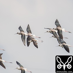 セイタカシギも驚いて飛び立った。