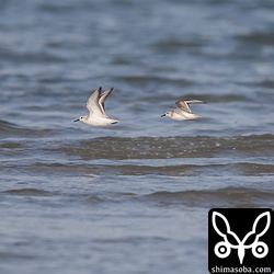 ミユビシギ飛翔。