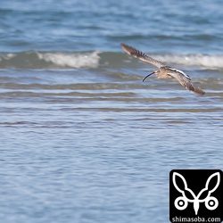 ダイシャクシギ飛翔。