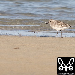 沖縄では、圧倒的にムナグロが多いですが、ここにはダイゼンも数羽滞在中。