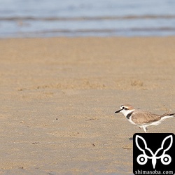 シロチドリ。11月でも夏羽。