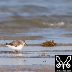 ミユビシギの群れの中に、ハマシギが1羽混ざっていました。ハマシギは第1回冬羽。