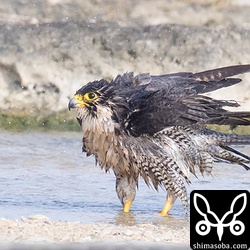 湧き水で水浴び。ハヤブサは、ここから淡水が湧き出ているのをどうやって知るのでしょうか?