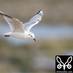 背面から羽衣を見る限り、第1回冬羽のようだ。